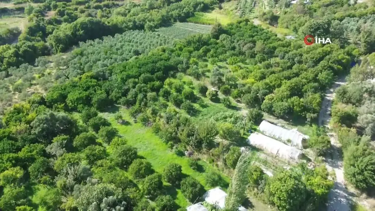 Hatay\'da Çiftçi, İşçi Kıtlığından Dolayı Tek Başına Mandalina Hasadına Başladı