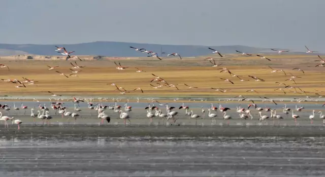 Konya'da 'flamingo cenneti' kurudu