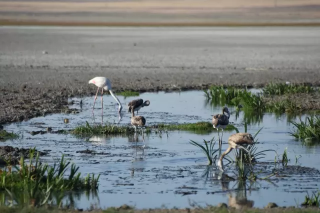 Konya'da 'flamingo cenneti' kurudu