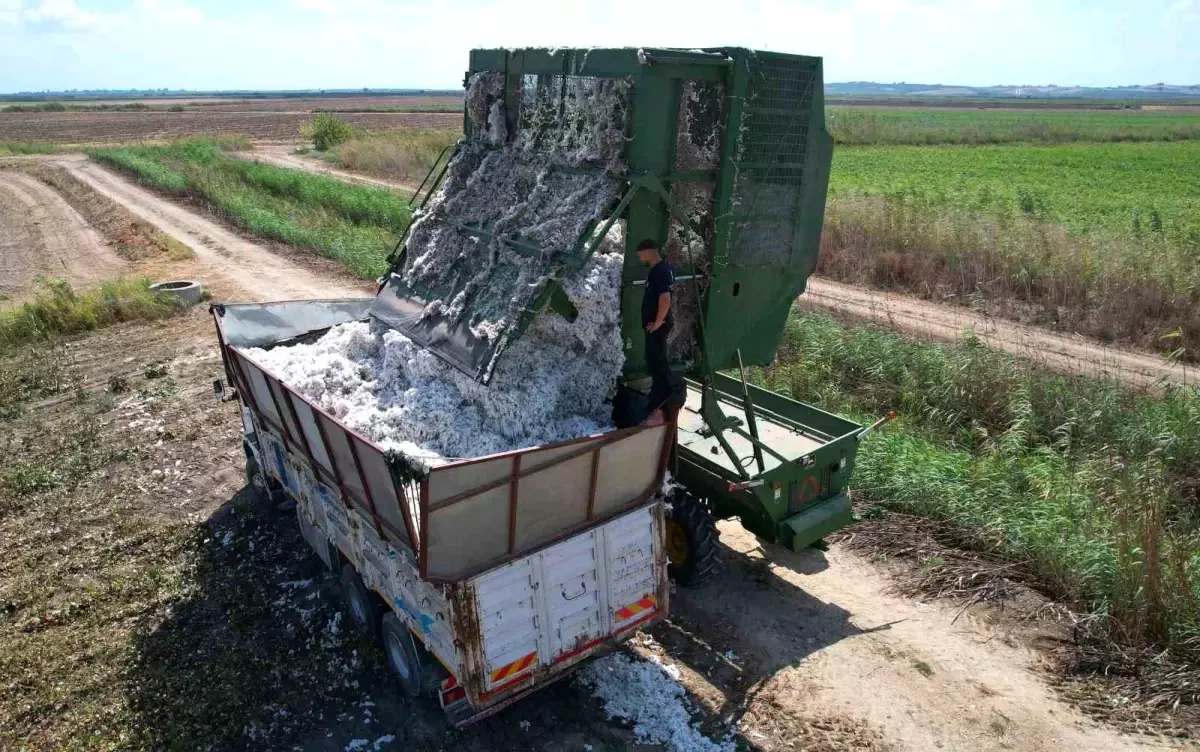 Adana\'da Pamuk Hasadı Başladı, Rekolte Düşüşü Yaşanıyor