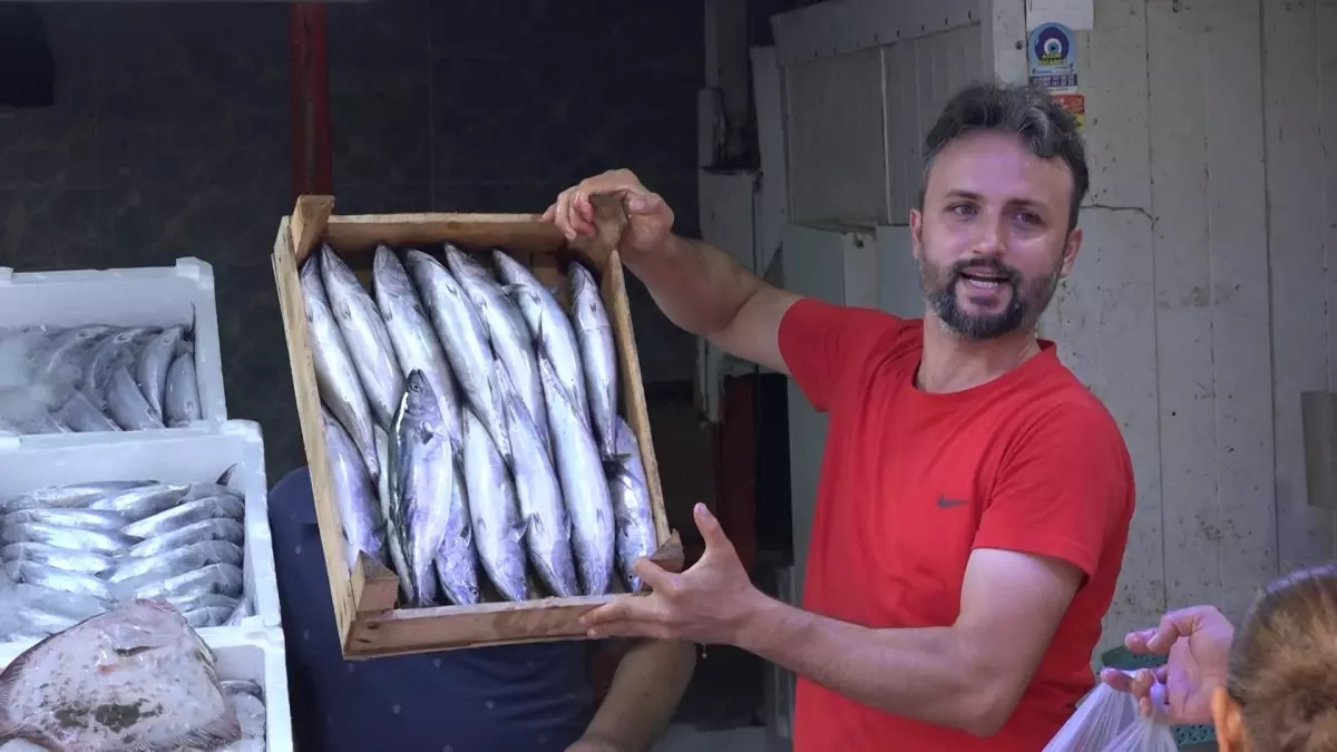 Samsun\'da Palamut Bolluğu: Tezgahlar Dolup Taşıyor