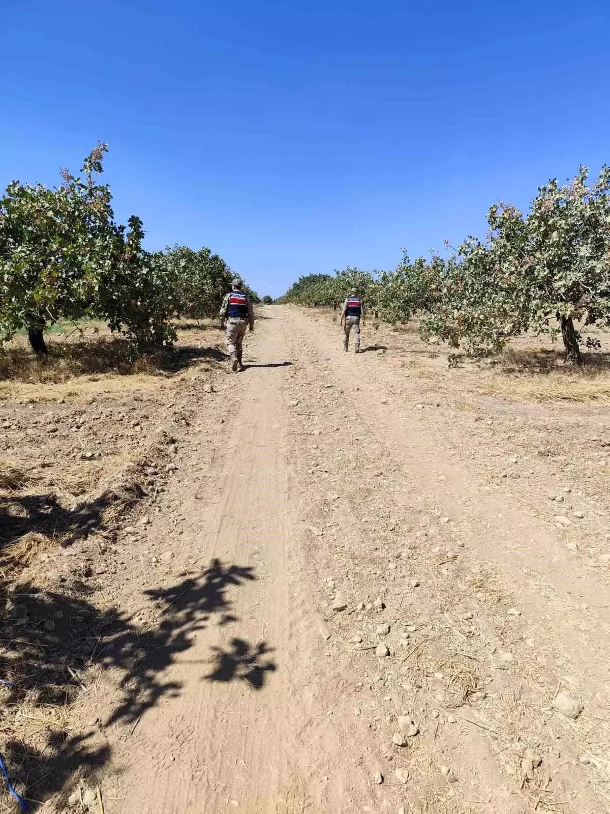 Şanlıurfa\'da fıstık hırsızları suçüstü yakalandı