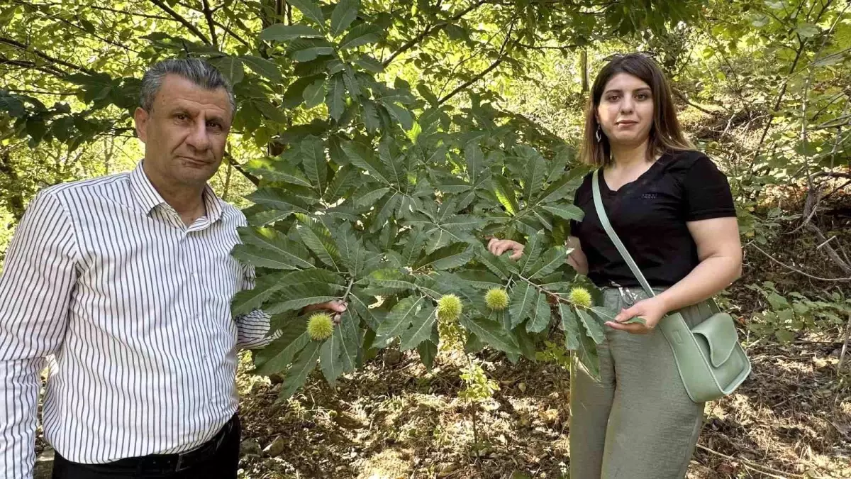 Yüksekova\'da Bir İlk: İnternetten Sipariş Edilen Kestane Fideleri Hasada Hazır