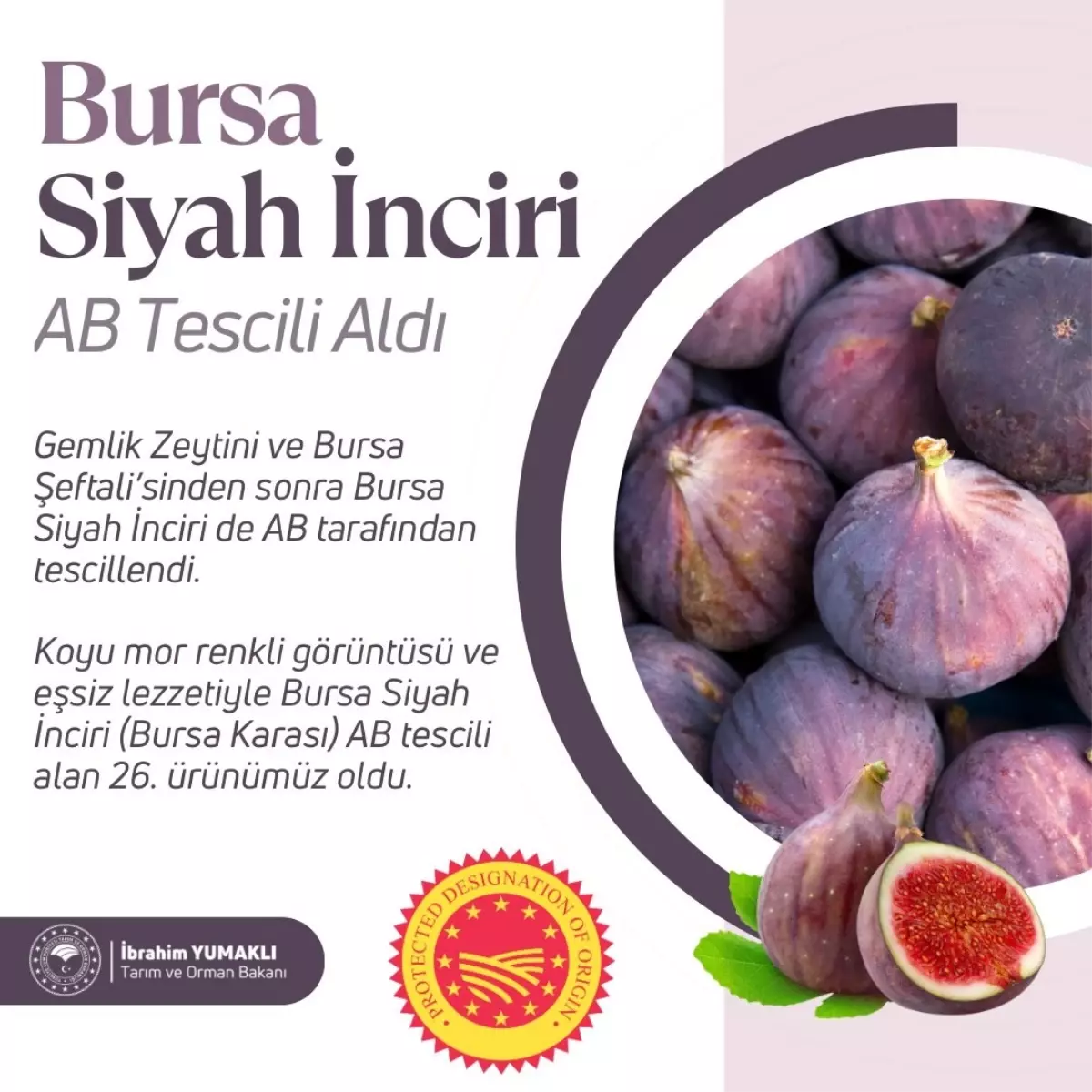 Bursa Siyah İnciri AB Coğrafi İşaret Tescili Aldı