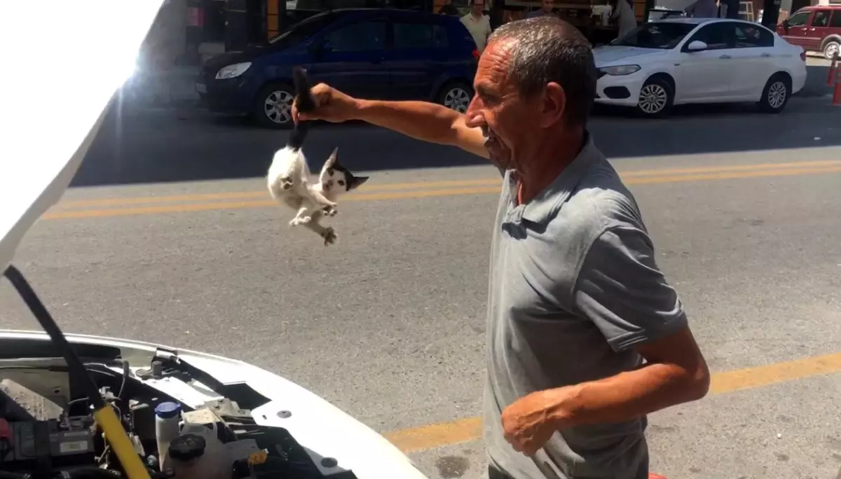 Mersin\'de Kedi Kurtarma Operasyonu: Motor Kaputundan Çıkarılan Kedi, 18 Kilometre Uzağa Bırakıldı