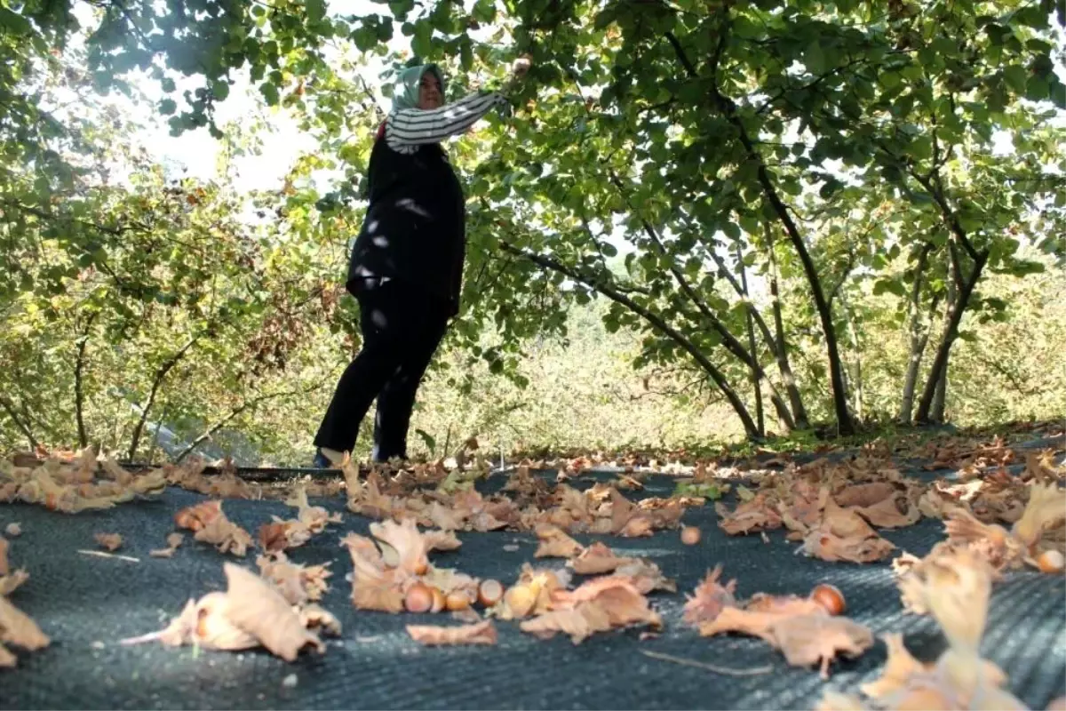 Düzce\'den Avrupa Birliği Ülkelerine Fındık İhracatı 7 Bin 581 Ton