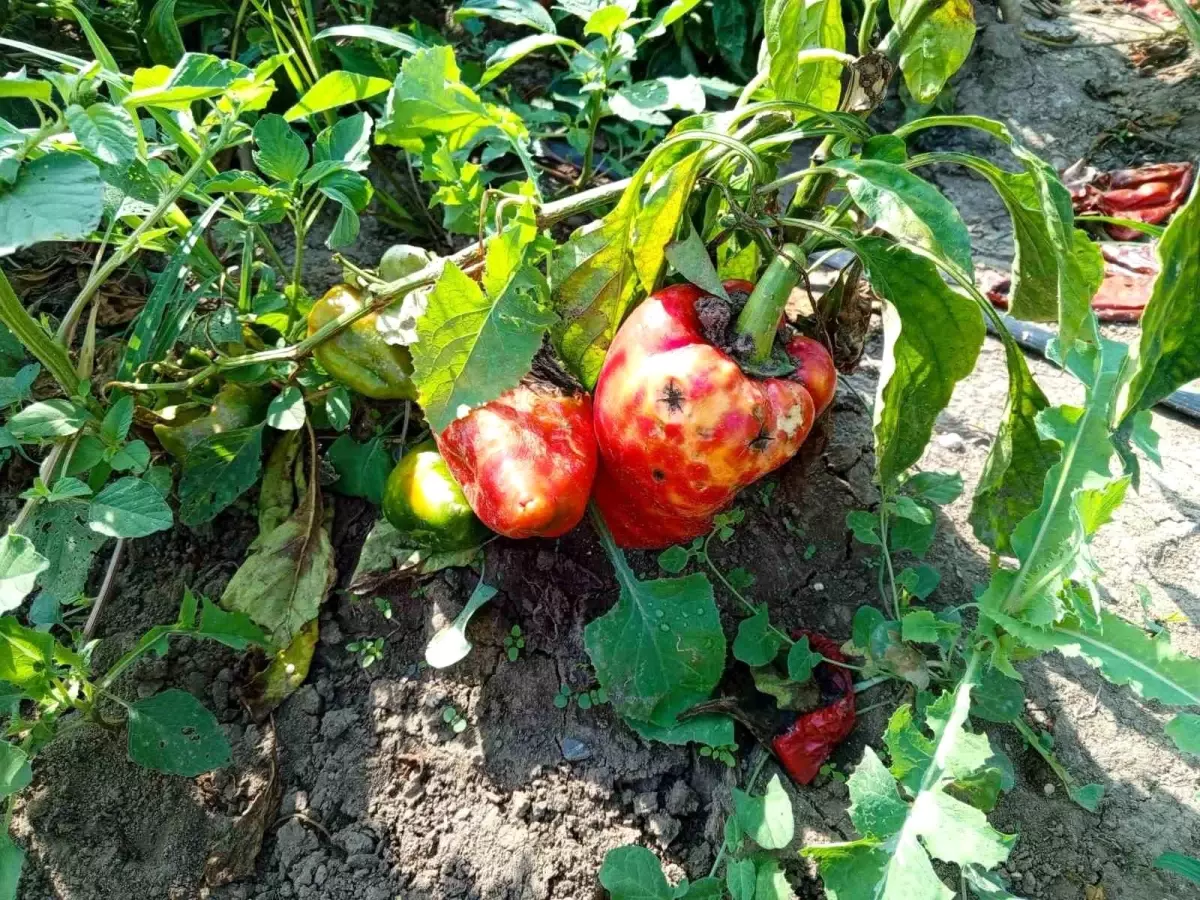 Bafra Ovası\'nda Kapya Biber Üretimi Hastalık Nedeniyle Düşüş Yaşadı