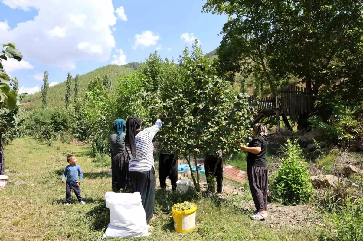 Adana\'da Fındık Üretimi Artıyor: Üretici Tanıtım İçin Bahçesini Açıyor