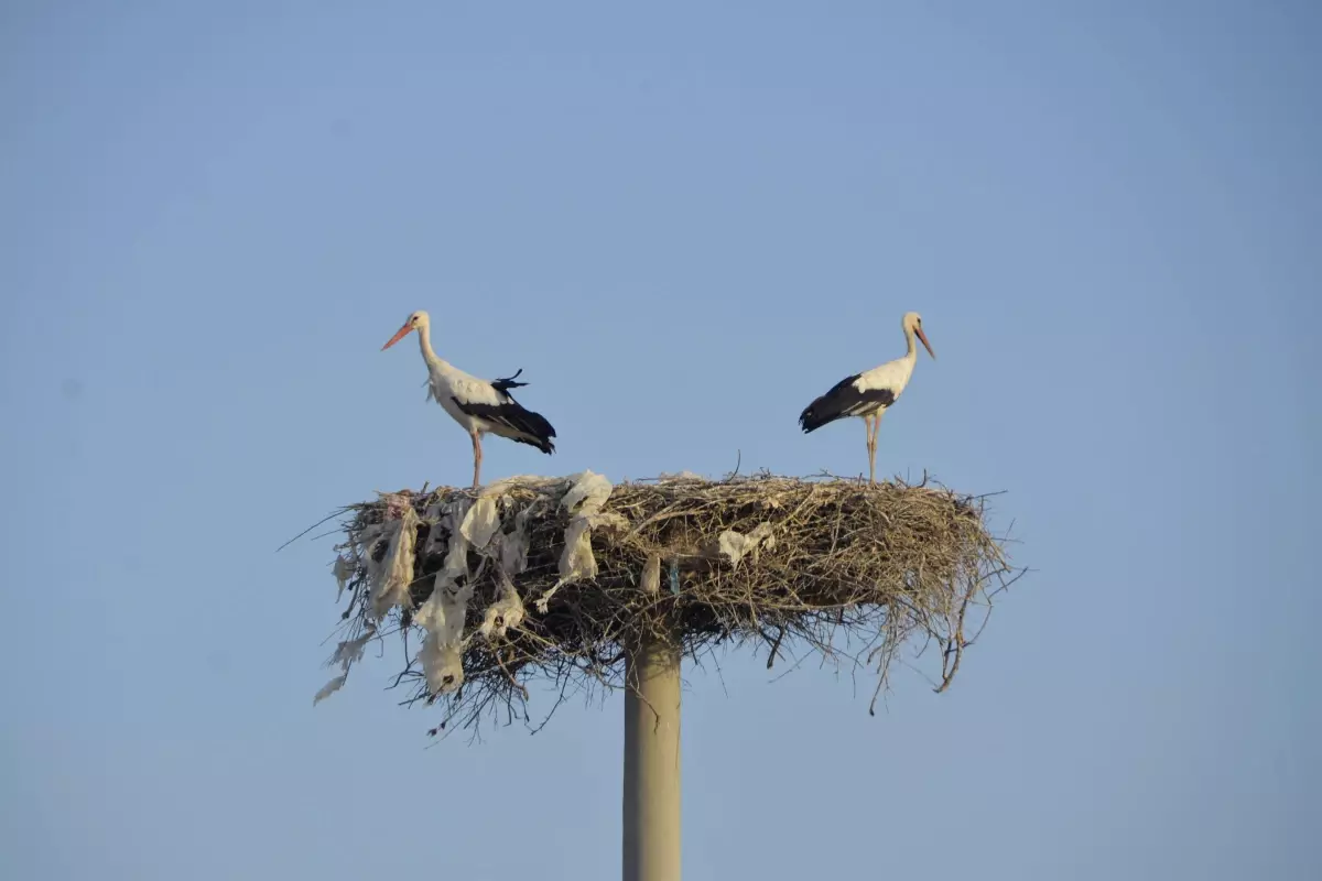 Mersin\'de Kuş Göçü: Avrupa\'dan Afrika\'ya Mola Veren Binlerce Kuş