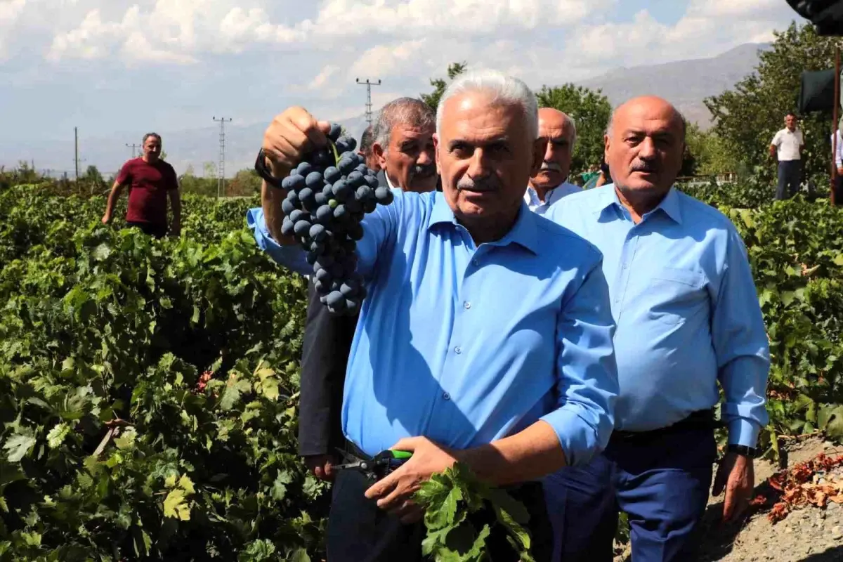 Binali Yıldırım Erzincan\'da Cimin Üzümü Hasadına Katıldı