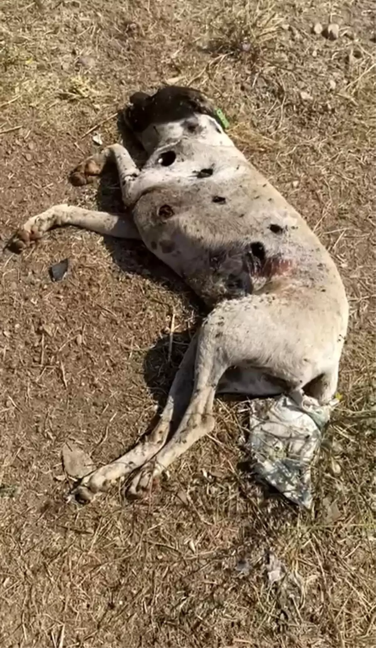 Çanakkale\'de Sokak Köpekleri Silahla Vurularak Öldürüldü