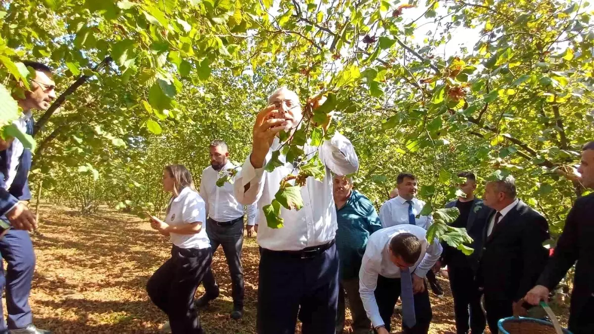 Bakan Işıkhan, Düzce\'de Mevsimlik Tarım İşçileriyle Fındık Topladı ve Çocuk İşçiliğiyle Mücadele Vurgusu Yaptı