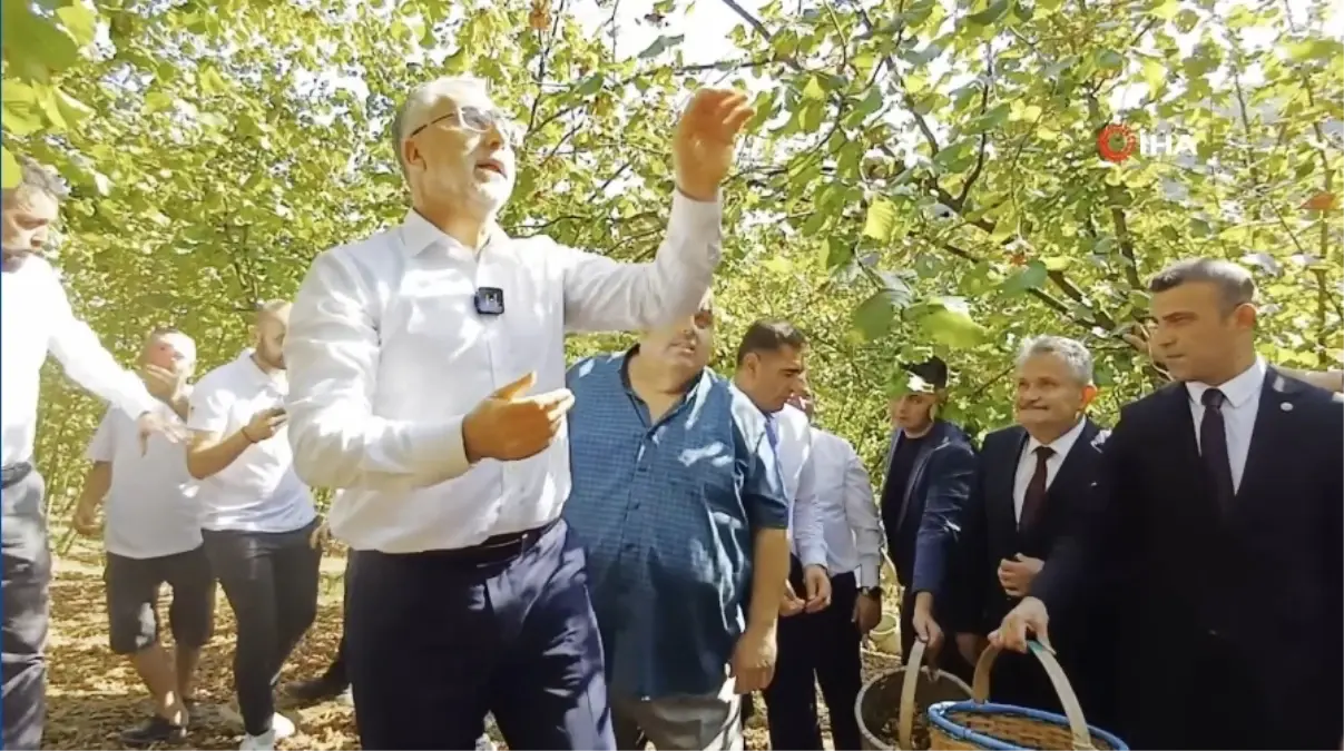 Bakan Işıkhan Düzce\'de Fındık Topladı, Çocuk İşçiliği ile Mücadele Vurgusu Yaptı