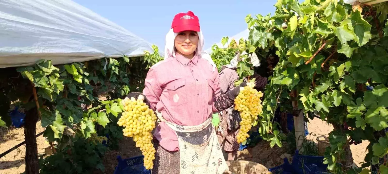 Sarıgöl\'de Devasa Üzüm Salkımları ve Bahşiş Geleneği