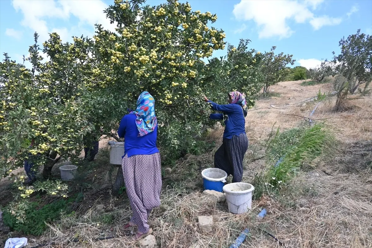 Hatay\'ın Belen ilçesinde alıç hasadı yapıldı