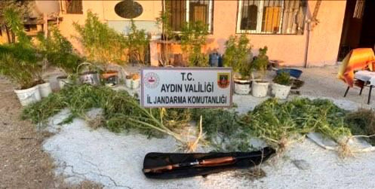 Kuşadası\'nda Uyuşturucu Baskını: 79 Skunk Bitkisi Ele Geçirildi