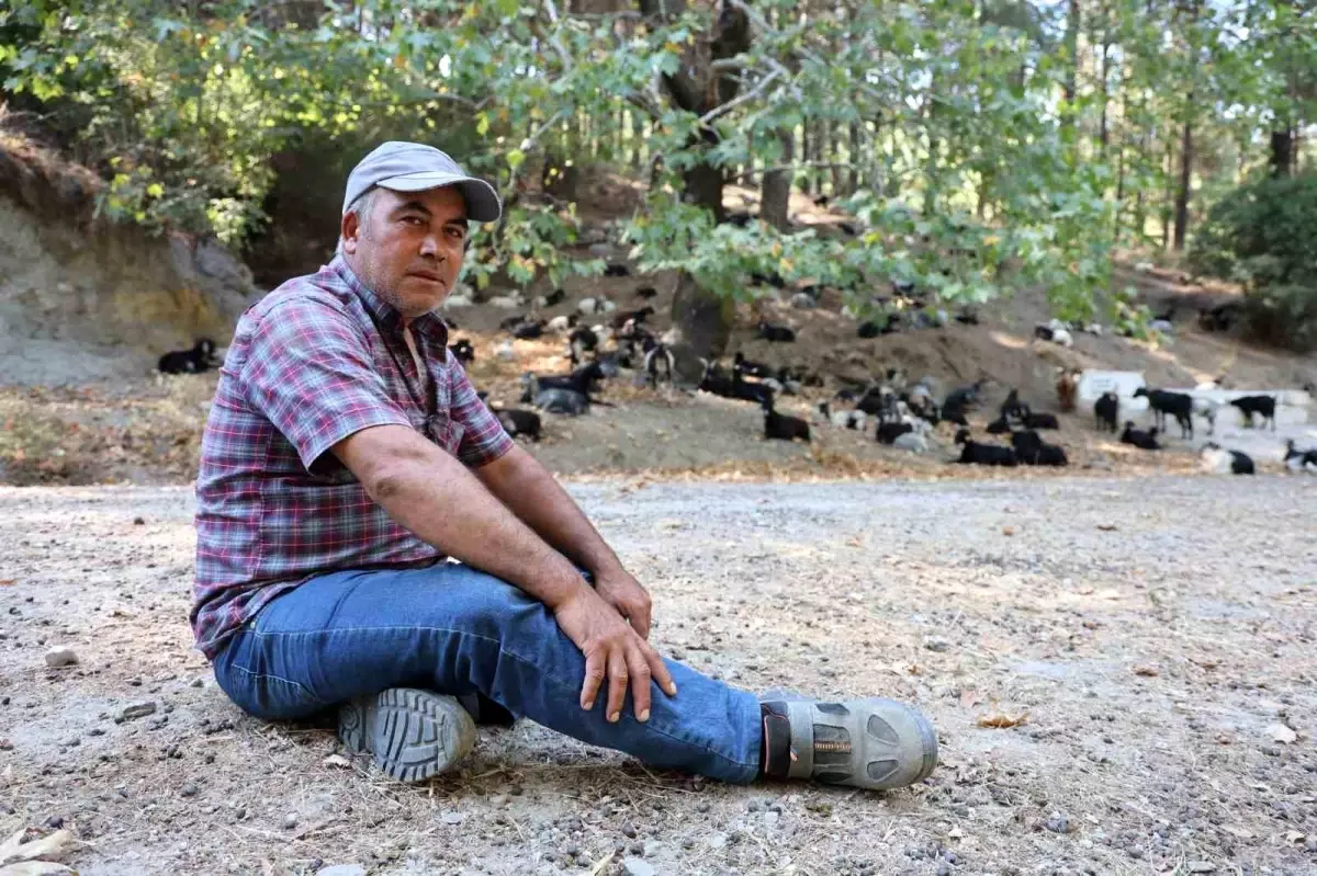 Yörüklerin Hava Durumu Tahminleri: Keçilerin Hareketlerinden Meteoroloji Bilgisi