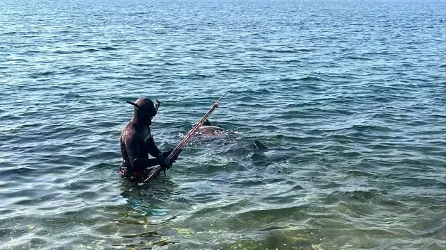 Ağırlığı tam 320 kilogram! Marmara'da nadir görülen mavi yüzgeçli orkinos avlandı