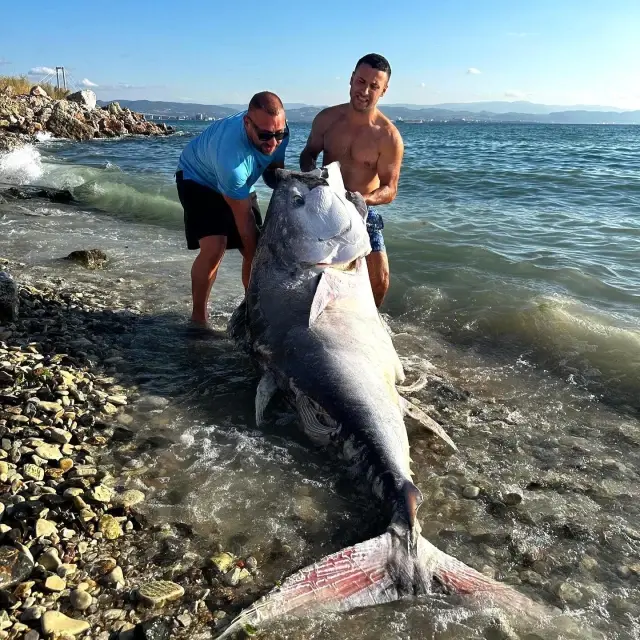 Ağırlığı tam 320 kilogram! Marmara'da nadir görülen mavi yüzgeçli orkinos avlandı