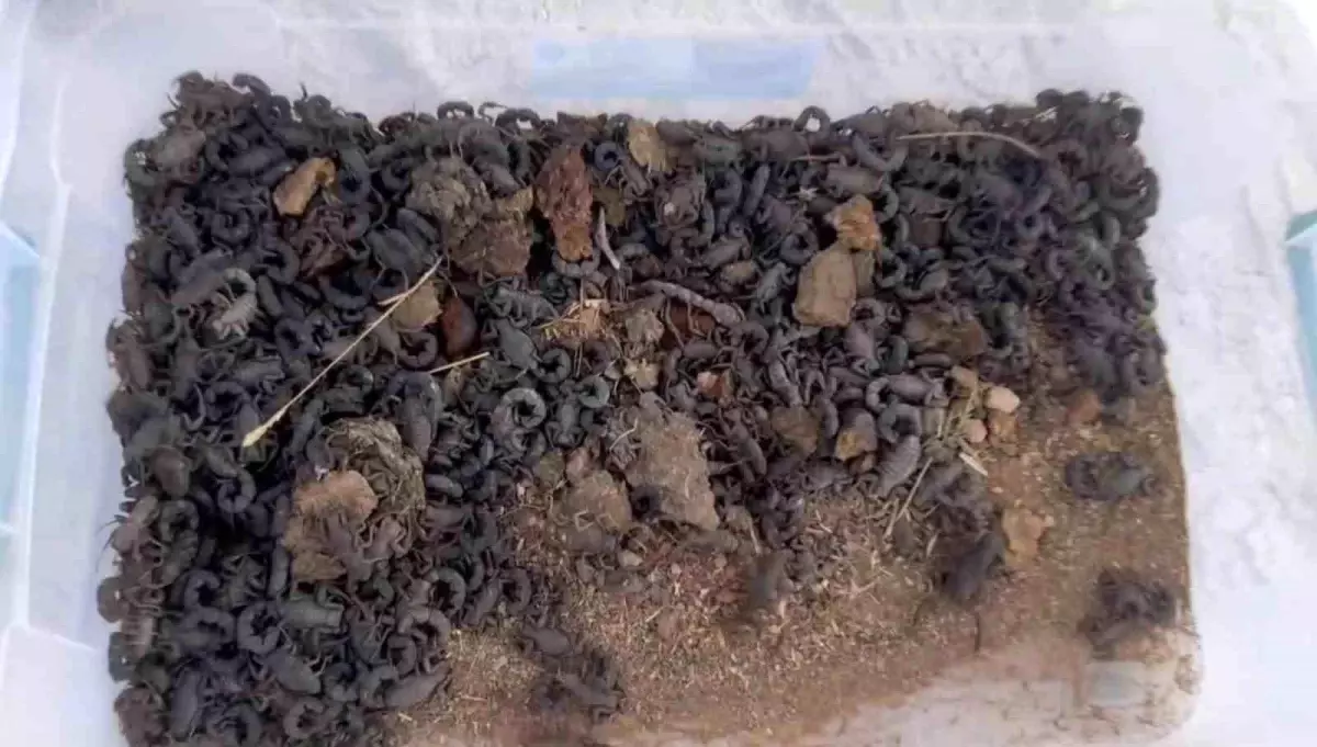 Şanlıurfa\'da Doğadan İzinsiz Toplanan 270 Akrep Ele Geçirildi