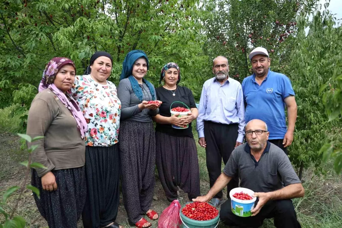 Feke\'de Kızılcık Kirazı Hasadı Başladı