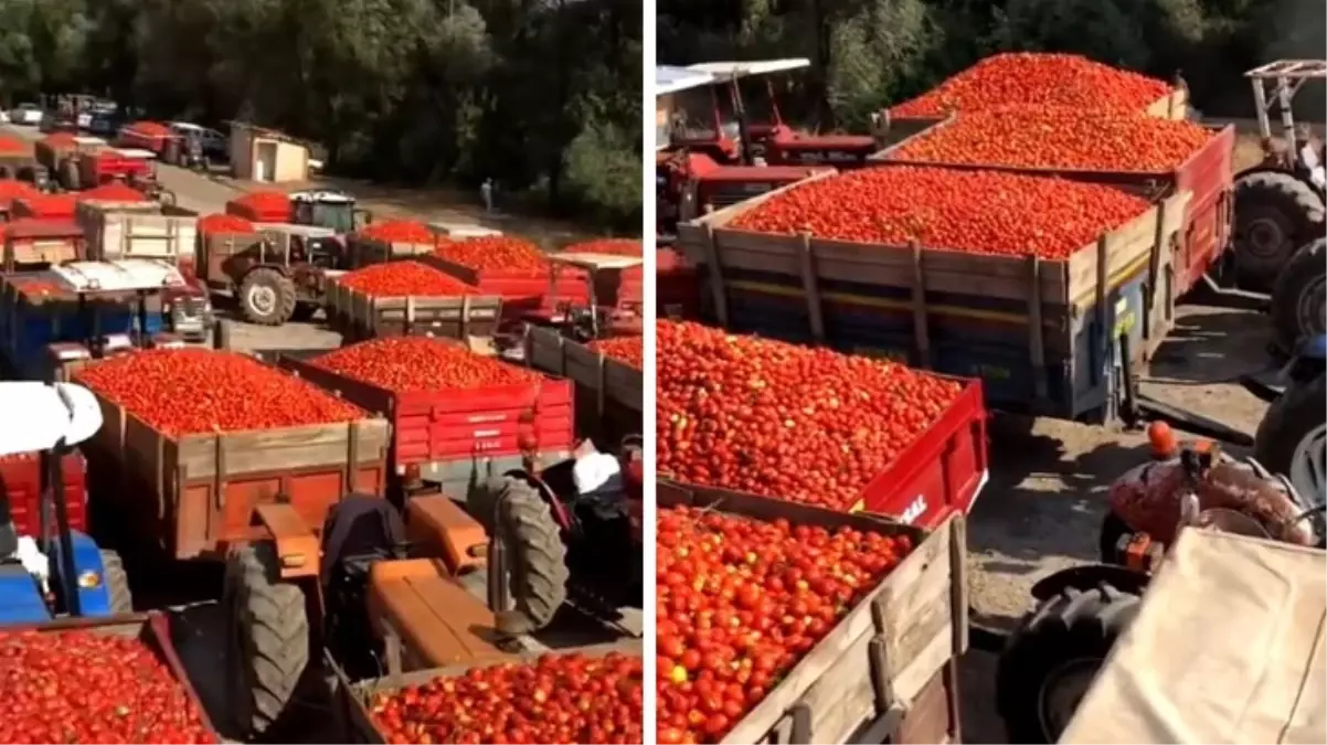 Türkiye\'nin kanayan yarası! Ürettikleri domatesleri satamayan çiftçi isyan etti