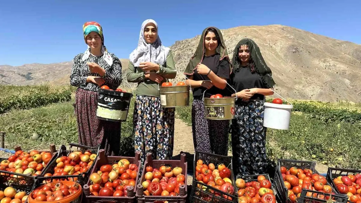 Yüksekova\'da Domates Hasadı Kadınların Emeğiyle Başladı