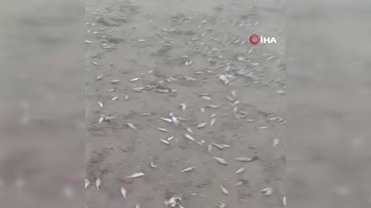 Yüzlerce balığın ölümüne sebep olan 2 kişi jandarmadan kaçamadı