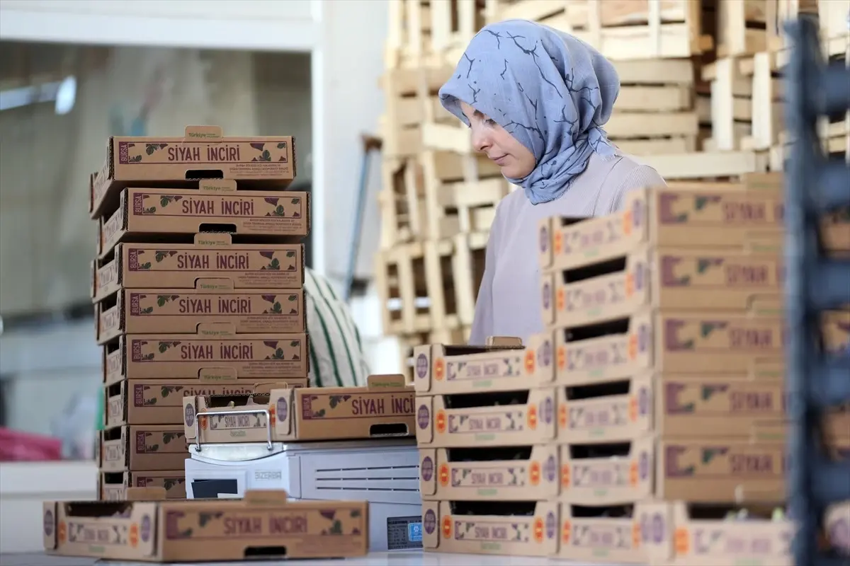 Bursa Siyah İnciri AB Coğrafi İşaret Tescili Aldı