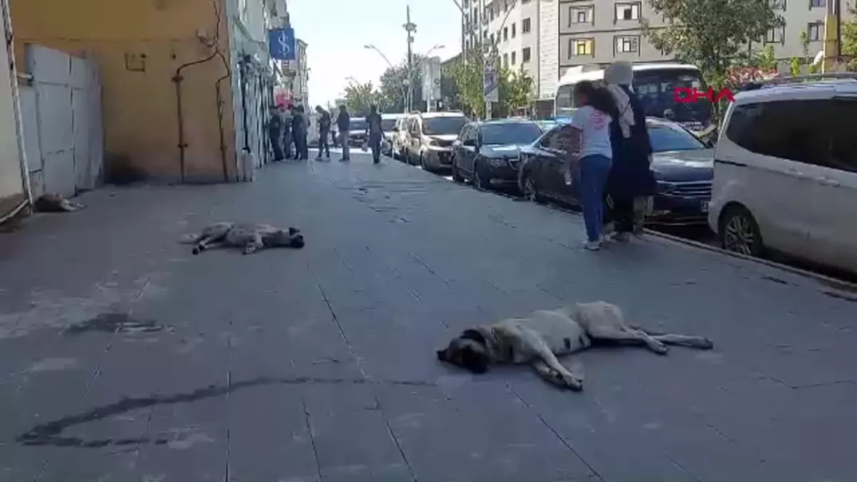 Ağrı\'da Başıboş Köpekler Tedirginlik Yarattı