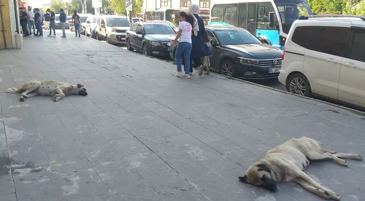 Ağrı\'da Başboş Köpek Tedirginliği