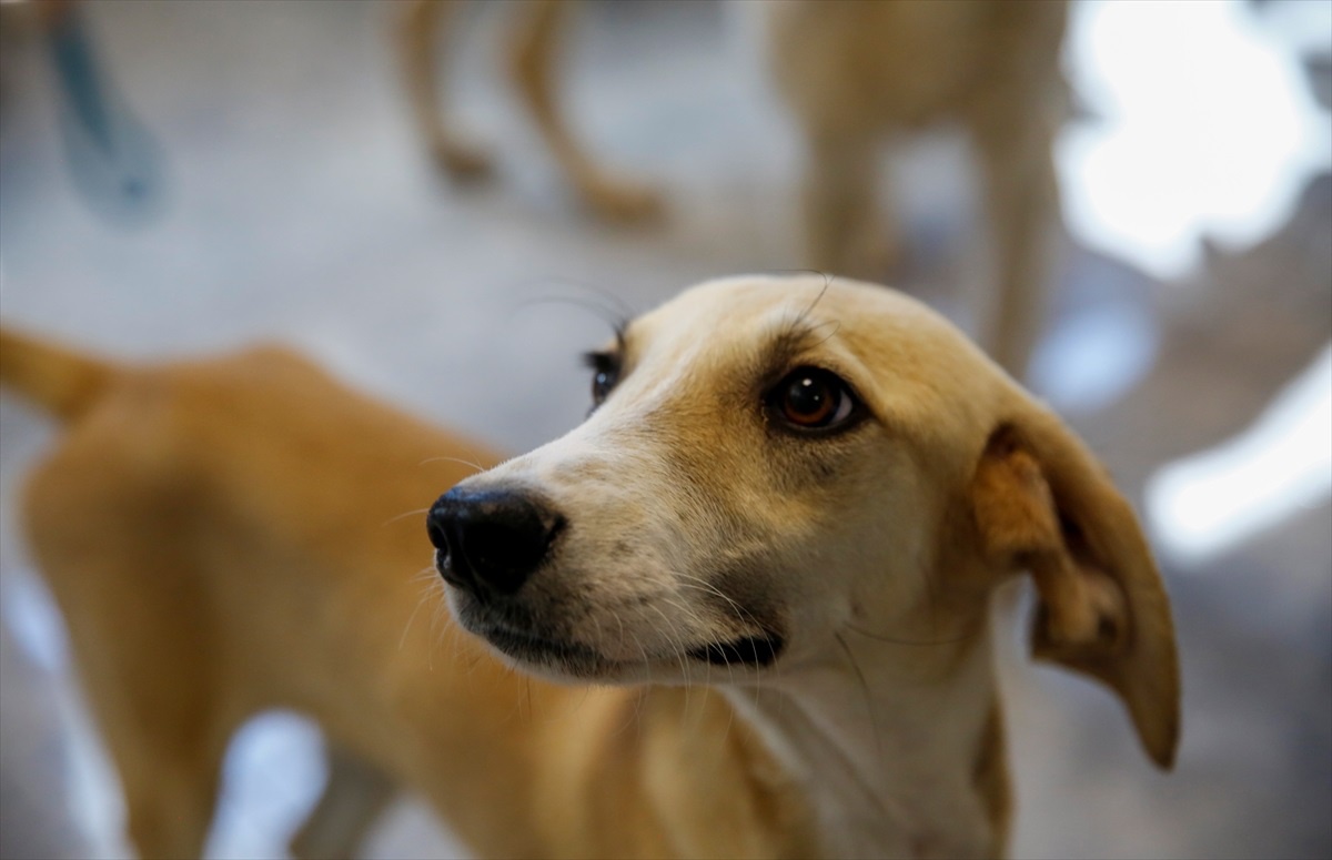 Antalya\'da 642 Kedi ve Köpek Sahiplendirildi