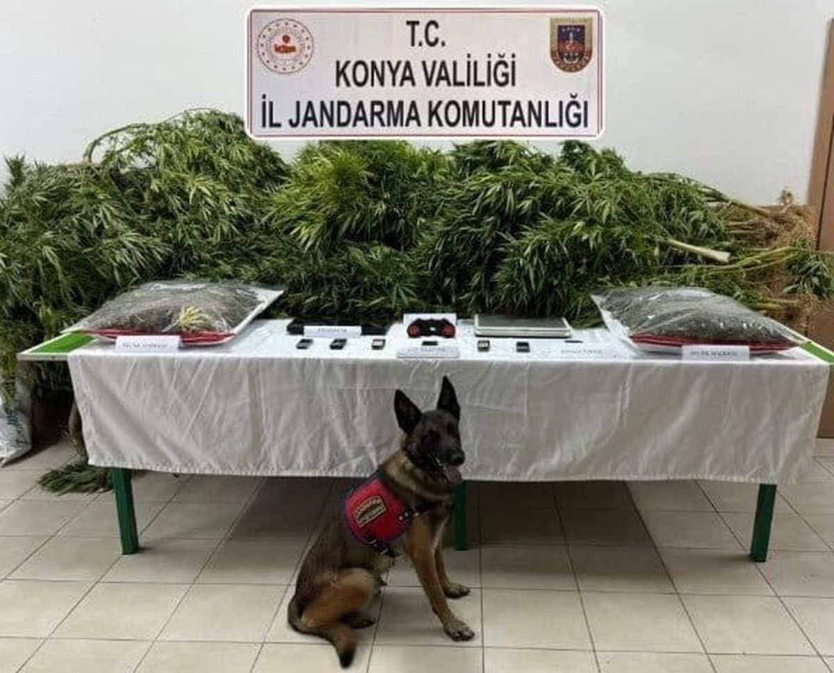 Avukatın Çiftliğinde Uyuşturucu Operasyonu