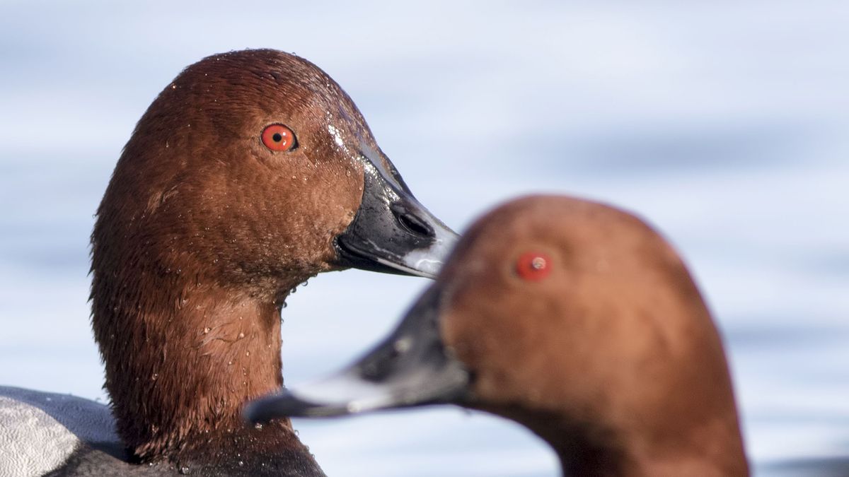 Avlanması Yasak Kuş Türleri Artırıldı