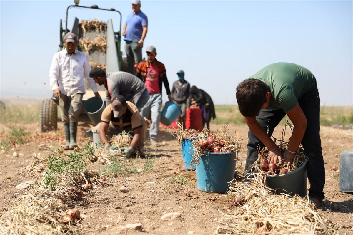 Alaca Mor Soğanı Hasadı Başladı