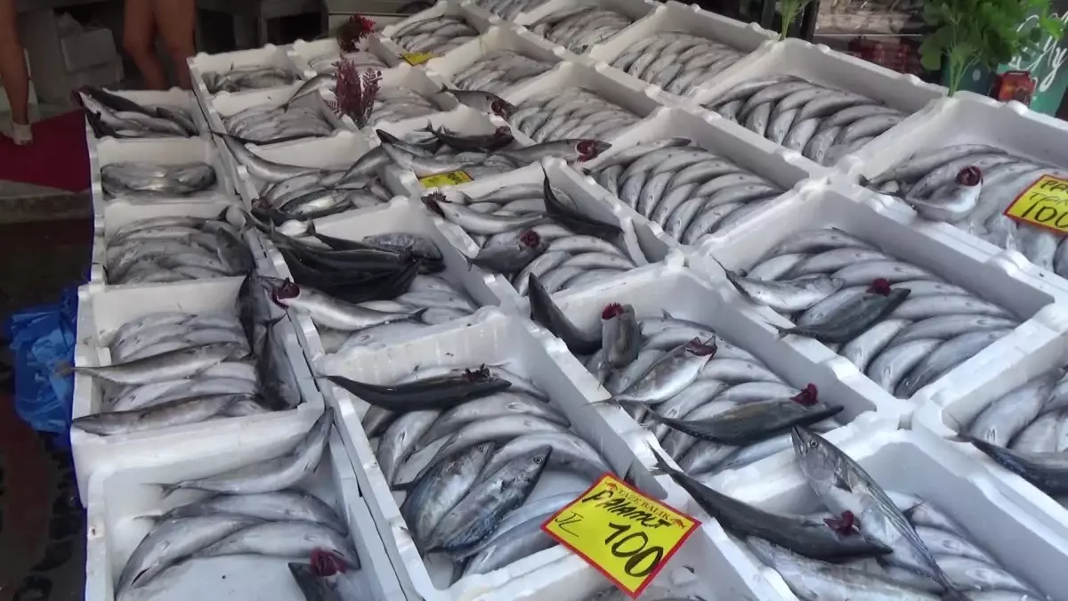 Edirne\'de Palamut Fiyatları Düşmeye Devam Ediyor