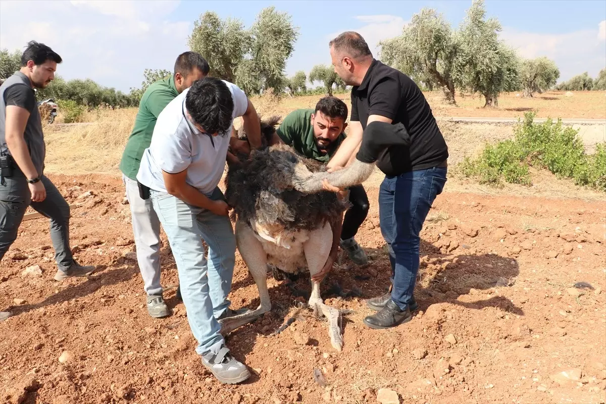 Sahipsiz Deve Kuşu Koruma Altında