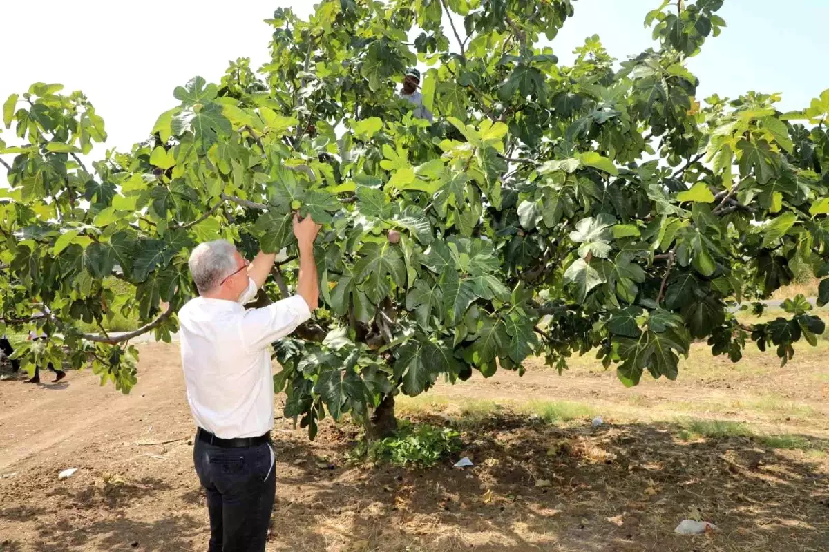 Mudanya Belediye Başkanı, Bursa Siyah İncirinin Hasadına Katıldı