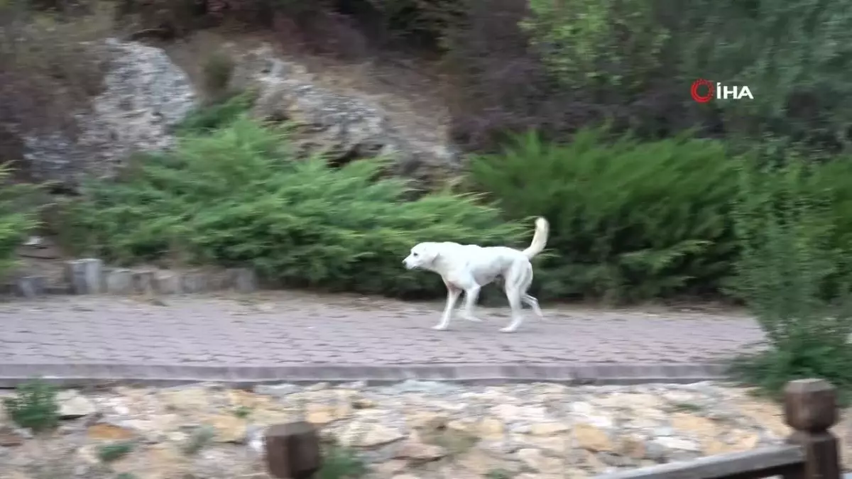 Sivas\'ta başıboş köpek şiddetinde belediyeden şaşırtan savunma