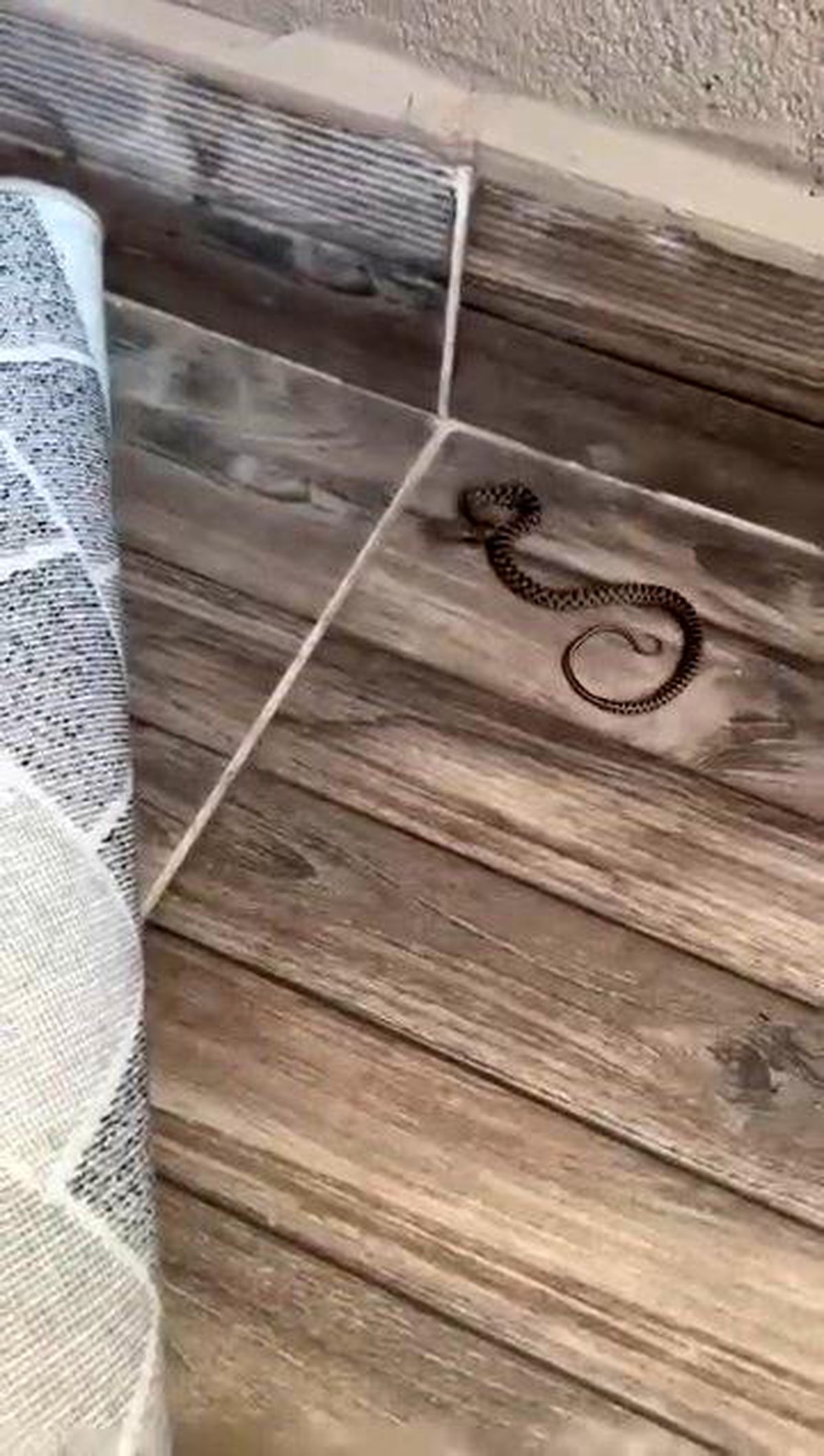 Elazığ\'da Balkonda Yılan Şaşkınlığı