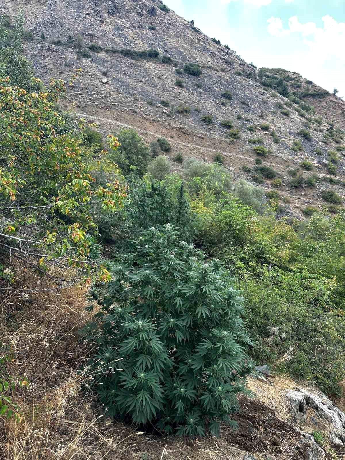 Bingöl\'de 274 Kök Kenevir Ele Geçirildi