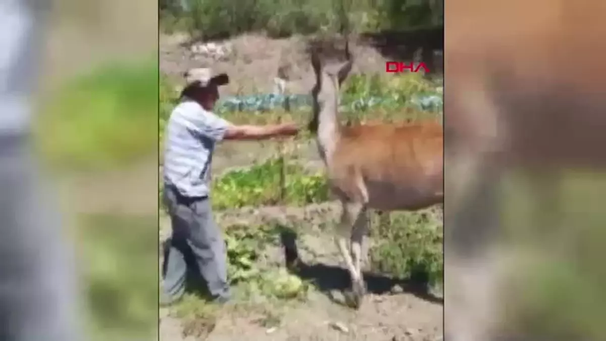 Salda Gölü\'nde Kızıl Geyik Kavun Yiyor