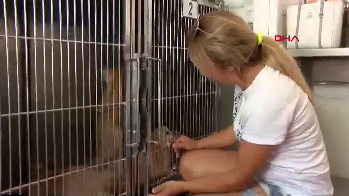Bursa\'da İşkence Altındaki Köpekler Kurtarıldı