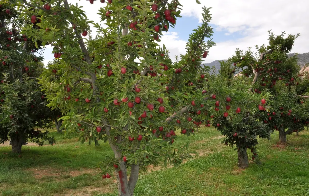 Isparta\'da Elma Üreticilerine İlac Uyarısı