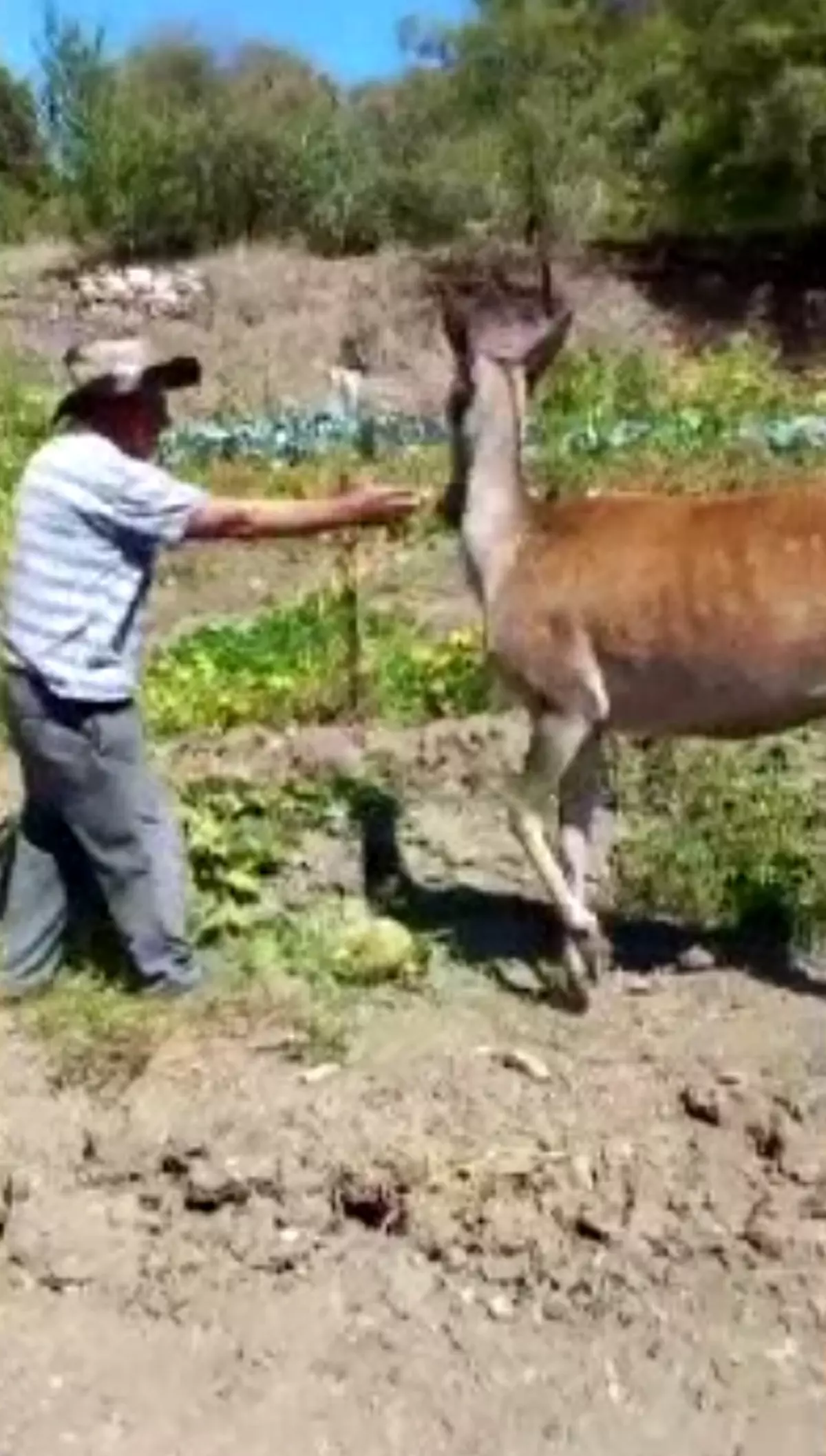 Salda Gölü\'nde Kızıl Geyik Kavun Yiyor