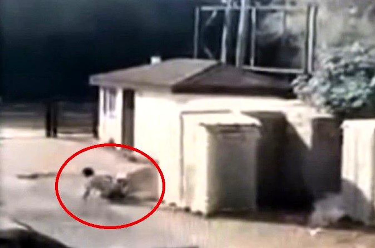 Bekçi Köpeği Saldırısı Güvenlik Kamerasında