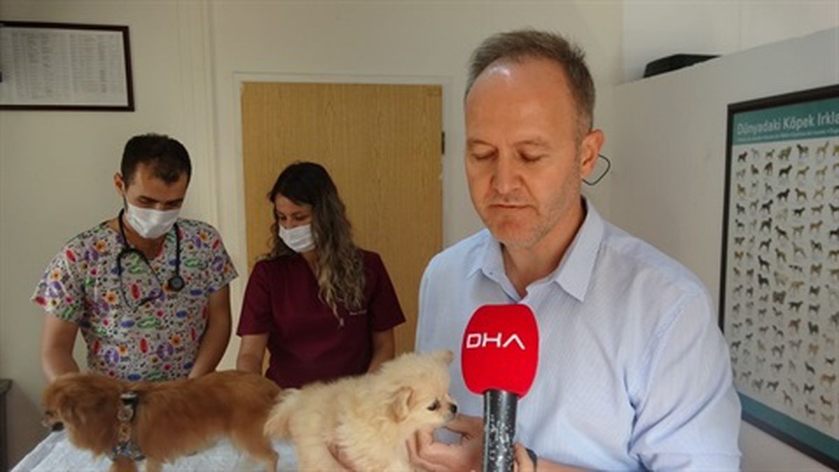Bursa\'da İşkenceden Kurtarılan Köpekler HAYTAP\'a Teslim Edildi