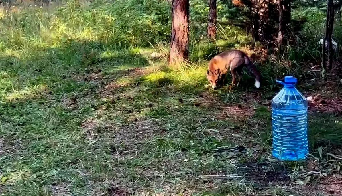 Kızıl Tilki Piknikte Yiyecekleri Çaldı