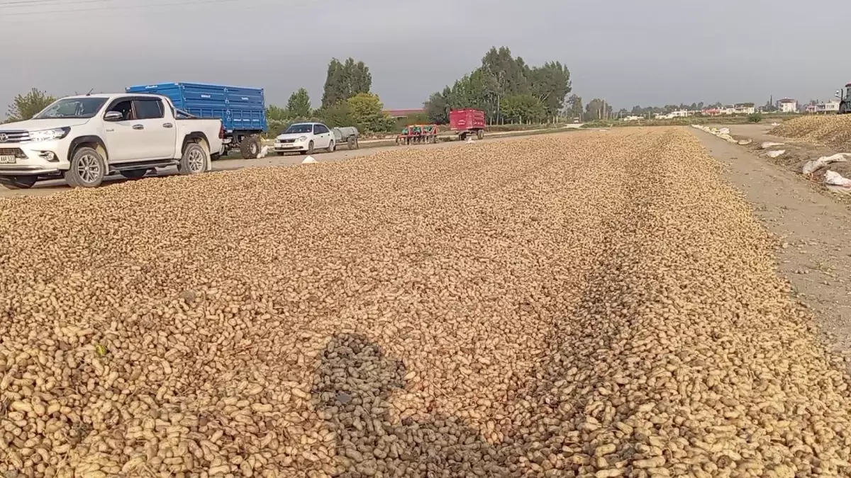 Osmaniye Çiftçileri Yer Fıstığı Fiyatlarından Şikayetçi