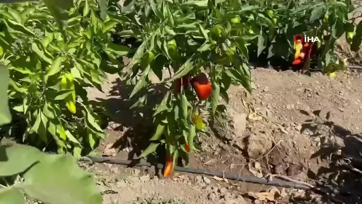 Yüksekova\'da Kadınların Kapya Biber Hasadı